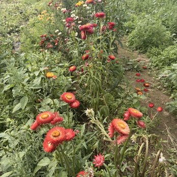 GM Farm - Wild flowers - Farmers Market Near Me - Portland, Oregon
