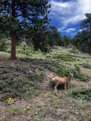 Explorer Denver Tours by null