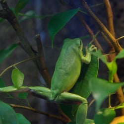 Museum für Naturkunde - Im Museum muss es nicht nur tote Tiere geben