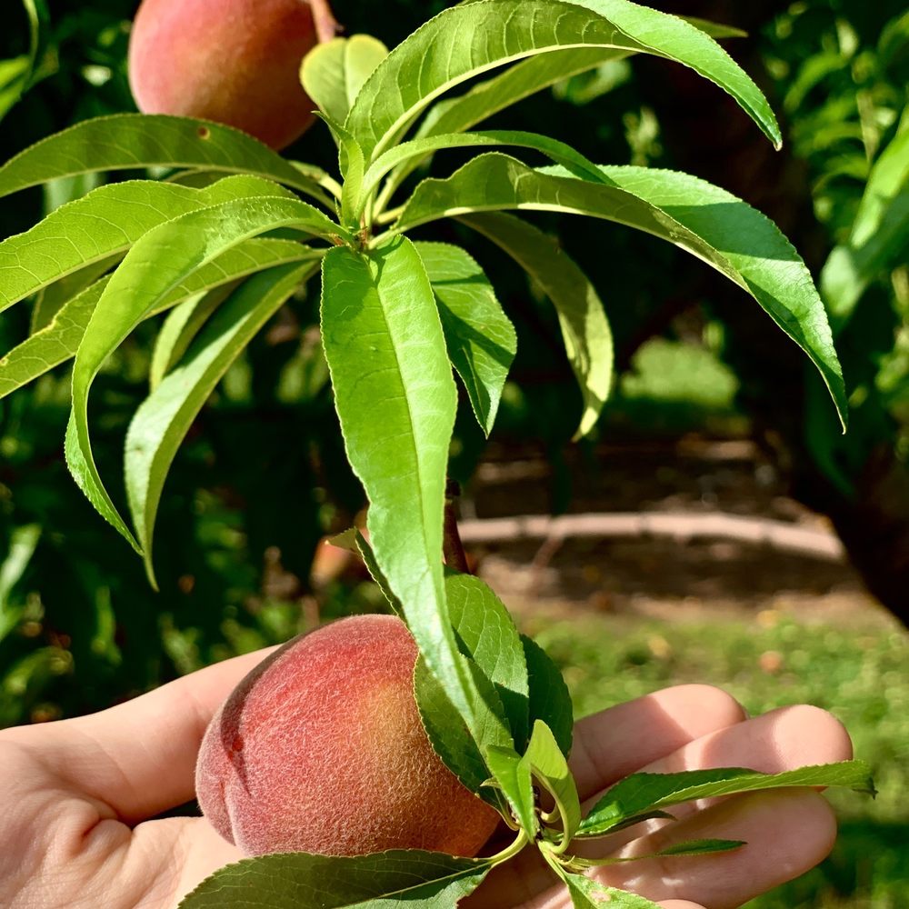 Phillips Farms - Peaches - Farmers Market Near Me - Milford, New Jersey Phillips Farms - Peaches - Farmers Market Near Me - Milford, New Jersey