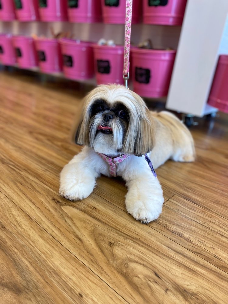 Woof Gang Bakery & Grooming Suntree Image