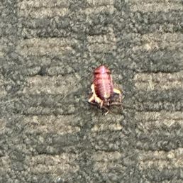 Cockroaches Cockroaches