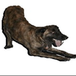 Animal Expressions