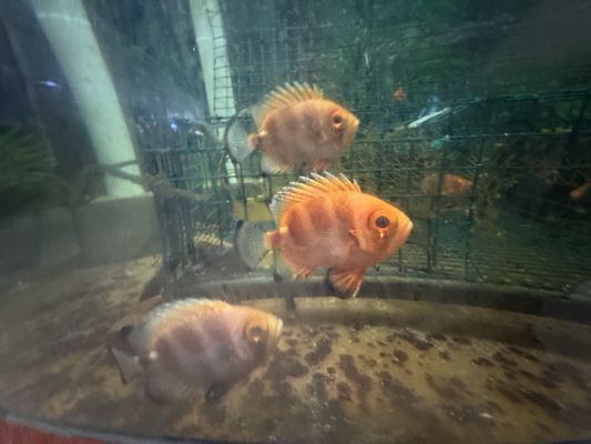 Biomes Marine Biology Center by null