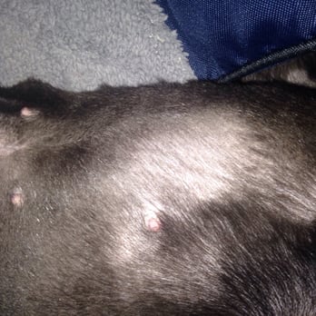 Pet Land - Uneven, now skin is exposed. - Pet Groomers Near Me - Lawndale, California Pet Land - Uneven, now skin is exposed. - Pet Groomers Near Me - Lawndale, California