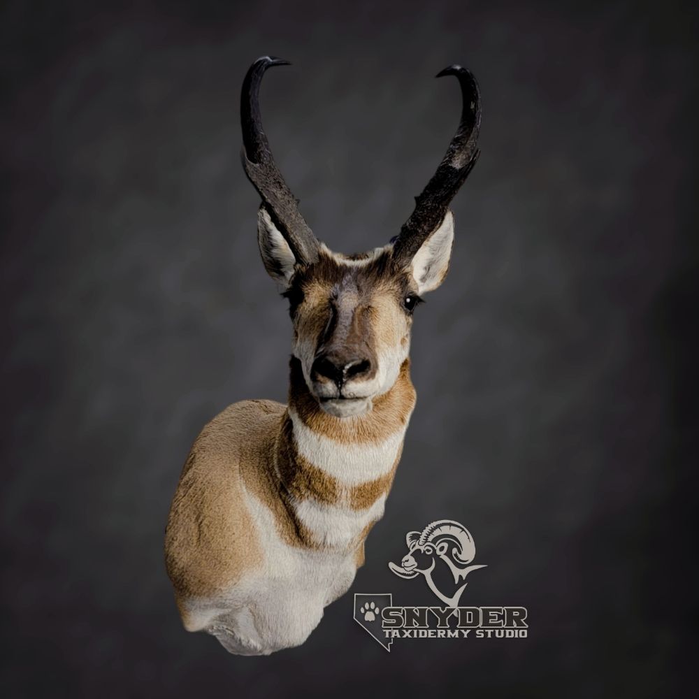 Snyder Taxidermy Studio - taxidermy in Fernley, NV