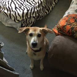 North Franklin Veterinary Services - Our baby girl babe!!