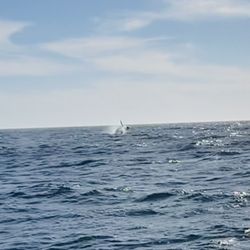 Humpback whale jumping