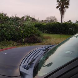 Darryl Hamilton Tree Service