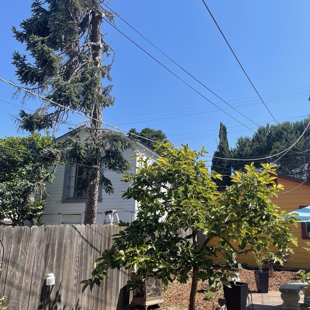A Blessing Tree Service & Hauling - AFTER pic from another angle. - Tree Services Near Me A Blessing Tree Service & Hauling - AFTER pic from another angle. - Tree Services Near Me