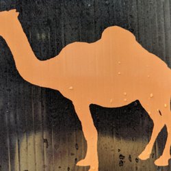 Fat Camel Cafe - A fat