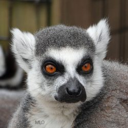 The Wild Animal Park - Ring tail Lemur