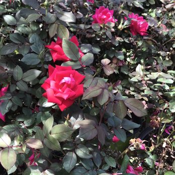 The Home Depot - flowers - Nurseries & Gardening Near Me - Salem, New Hampshire