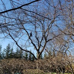 LER Garden & Tree Care - High-end tree care... I always advise my clients start from the top and work your way down... Start with Leo first before I do my job.