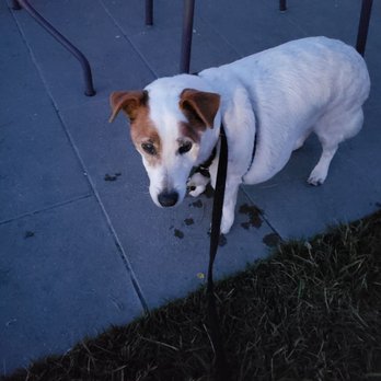 Russian River Brewing - My dog had fun today - Brewpubs Near Me - Windsor, California