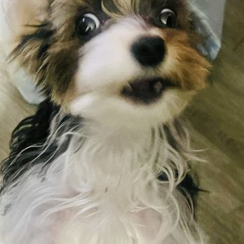 Luvable Puppies - Giving silly face - Pet Breeders Near Me Luvable Puppies - Giving silly face - Pet Breeders Near Me