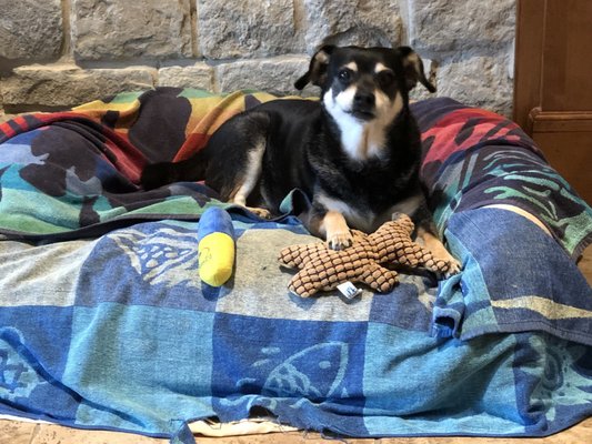 roadrunner pharmacy for dogs