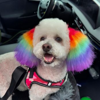 Dogue Spa - A cute poodle with rainbow ears - Pet Groomers Near Me - West Hollywood, California Dogue Spa - A cute poodle with rainbow ears - Pet Groomers Near Me - West Hollywood, California