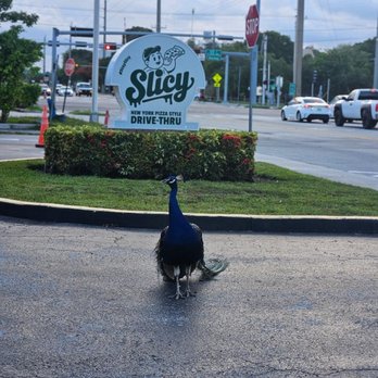 Slicy Pizza - Food Delivery Services Near Me - Palmetto Bay, Florida Slicy Pizza - Food Delivery Services Near Me - Palmetto Bay, Florida