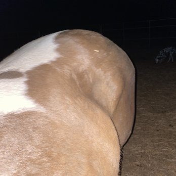 Sheely Show Horses - Exposed hips from dehydration caused by no water in the stall at Courtney Sheely - Horseback Riding Near Me - Kellyville, Oklahoma Sheely Show Horses - Exposed hips from dehydration caused by no water in the stall at Courtney Sheely - Horseback Riding Near Me - Kellyville, Oklahoma