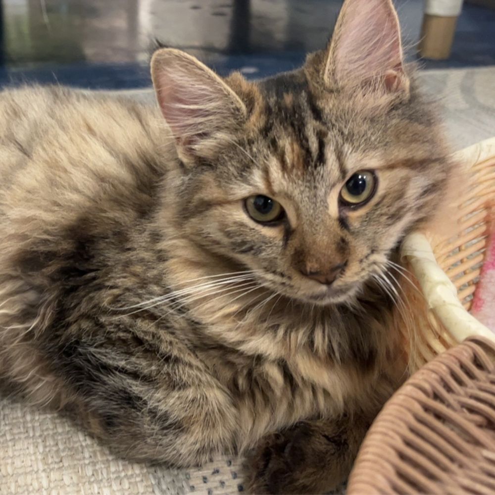 Mini Cat Town - Pet Adoption Near Me - San Jose, California Mini Cat Town - Pet Adoption Near Me - San Jose, California