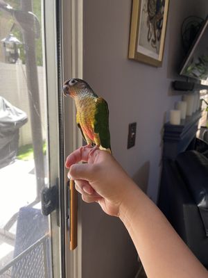 Canoga Discount Birds by null