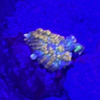 Coralust Reef Solutions - Local Fish Stores Near Me - Phoenixville, Pennsylvania