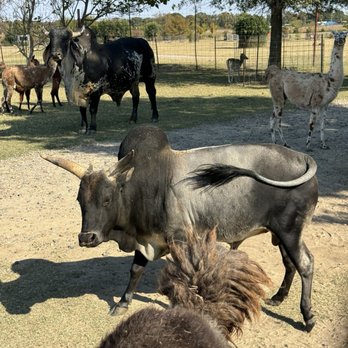 Tennessee Safari Park - Parks Near Me - Alamo, Tennessee