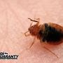 Dandi Guaranty Pest Solutions And Termite Protection