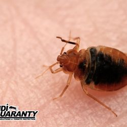 Dandi Guaranty Pest Solutions And Termite Protection