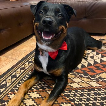 Top Dog Grooming - Thank you Melody for the exceptional service! - Pet Groomers Near Me - Katy, Texas