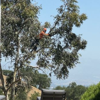 All About Trees - Tree Services Near Me - West Hills, California All About Trees - Tree Services Near Me - West Hills, California