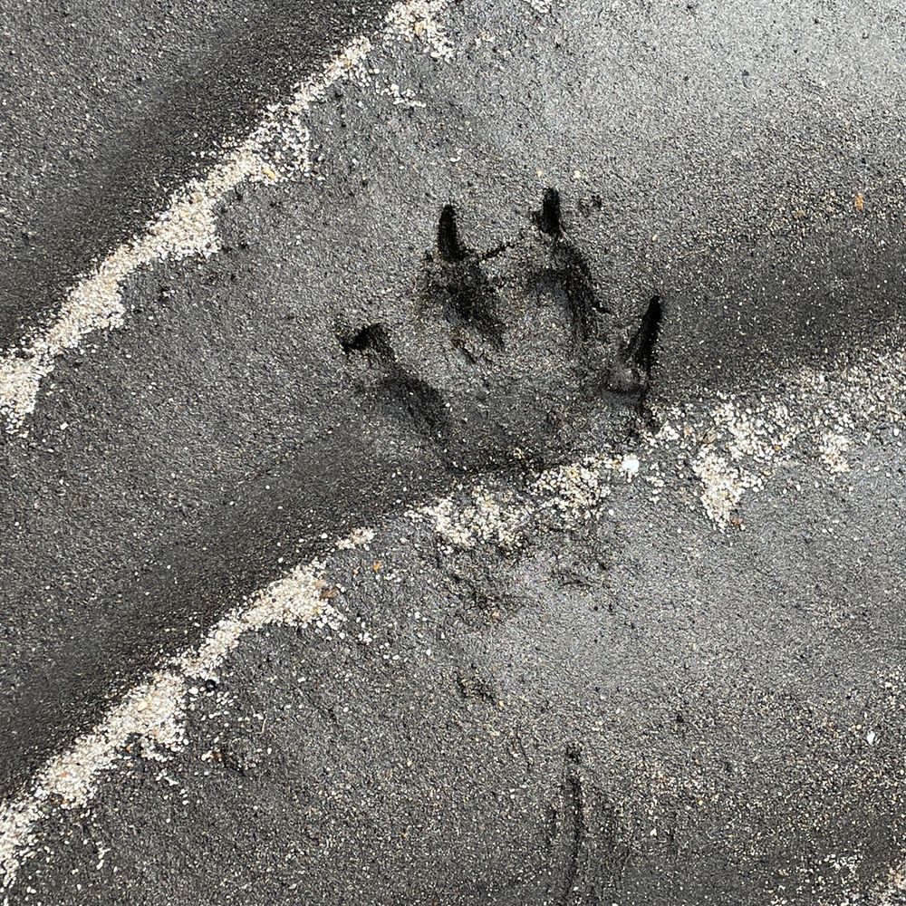 Alaska Bear Adventures - Wolf tracks - Hiking Near Me - Homer, Alaska Alaska Bear Adventures - Wolf tracks - Hiking Near Me - Homer, Alaska