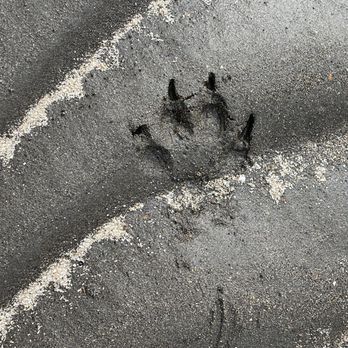 Alaska Bear Adventures - Wolf tracks - Hiking Near Me - Homer, Alaska Alaska Bear Adventures - Wolf tracks - Hiking Near Me - Homer, Alaska