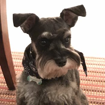 Bark Spot Grooming - Pet Groomers Near Me - Memphis, Tennessee