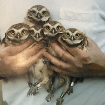 Burrowing Owl Estate Winery - Wineries Near Me - Oliver, British Columbia