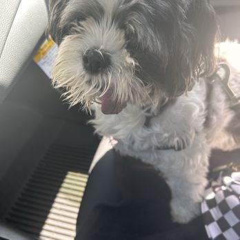 Heidi's Dog Grooming - This was his before / he was really shaggy . - Pet Groomers Near Me - Mountain View, California Heidi's Dog Grooming - This was his before / he was really shaggy . - Pet Groomers Near Me - Mountain View, California
