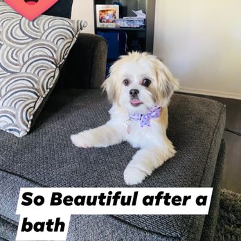 Snow's Groom & Board - Pet Groomers Near Me Snow's Groom & Board - Pet Groomers Near Me