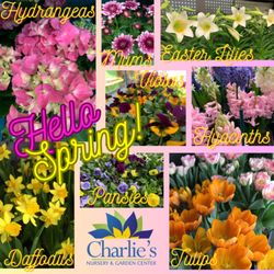 Charlie's Nursery & Garden Center