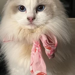 Rock Creek Ragdolls - The beautiful Serafina!