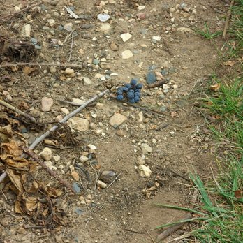 Parallel 44 Vineyard and Winery - Sometimes the grapes just "volunteer" themselves - Wineries Near Me - Kewaunee, Wisconsin