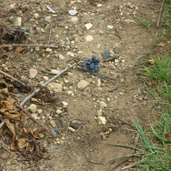 Parallel 44 Vineyard and Winery - Sometimes the grapes just "volunteer" themselves