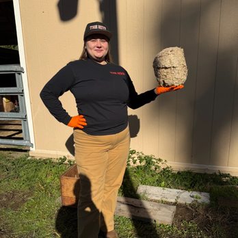 The Hive Pest Control - A yellow jacket nest safely treated and extracted. - Pest Control Near Me The Hive Pest Control - A yellow jacket nest safely treated and extracted. - Pest Control Near Me