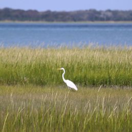 Egret from tour Egret from tour