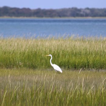 Birding By Boat on the Osprey - Egret from tour - Tours Near Me - Cape May, New Jersey Birding By Boat on the Osprey - Egret from tour - Tours Near Me - Cape May, New Jersey