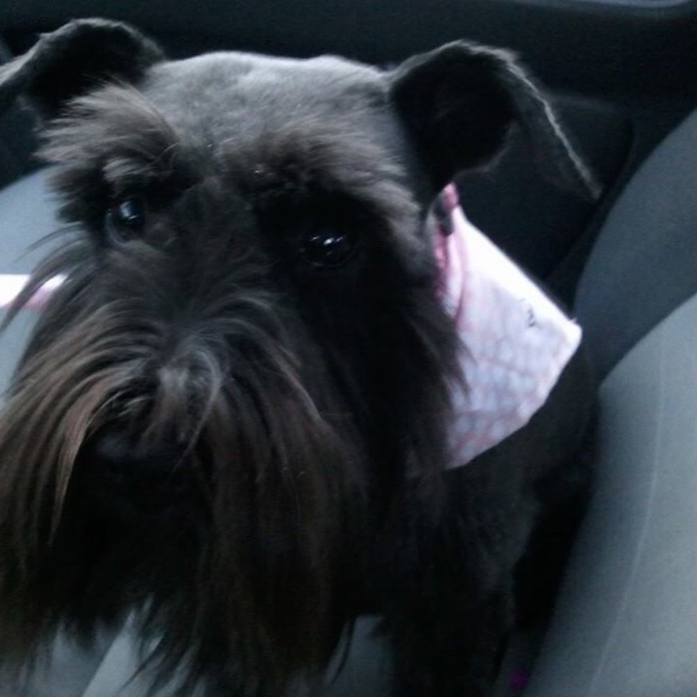 Glamour Pets Grooming Salon - Lacey after another awesome visit to glamour pets! - Pet Groomers Near Me - Indianapolis, Indiana Glamour Pets Grooming Salon - Lacey after another awesome visit to glamour pets! - Pet Groomers Near Me - Indianapolis, Indiana