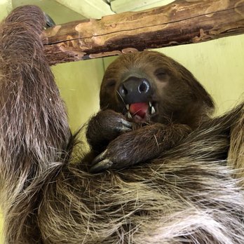 Jungle Island - Sloth - Amusement Parks Near Me - Miami, Florida
