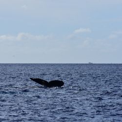 Quicksilver Charters - Whale tail