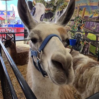 Florida State Fairgrounds - Festivals Near Me - Tampa, Florida Florida State Fairgrounds - Festivals Near Me - Tampa, Florida