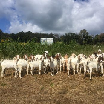 Sky Meadows State Park - Cute herd of goats! - Parks Near Me - Delaplane, Virginia Sky Meadows State Park - Cute herd of goats! - Parks Near Me - Delaplane, Virginia